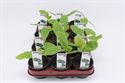 Afbeelding van Courgette Rond Bio